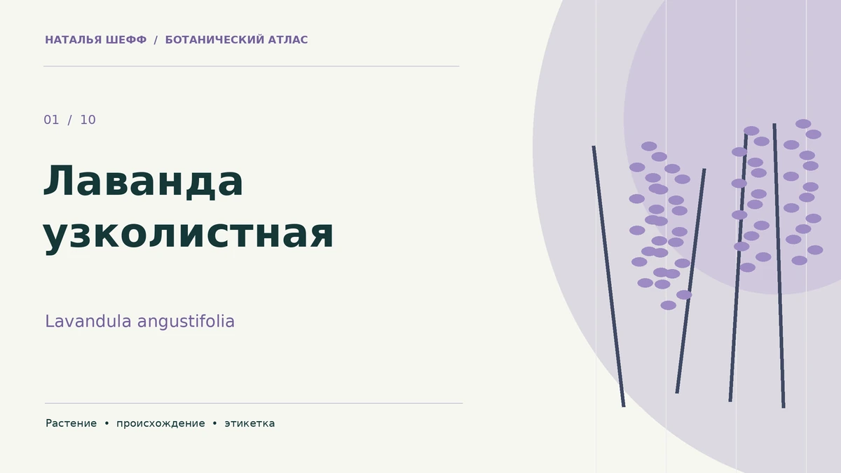 Лаванда узколистная: ботанический портрет