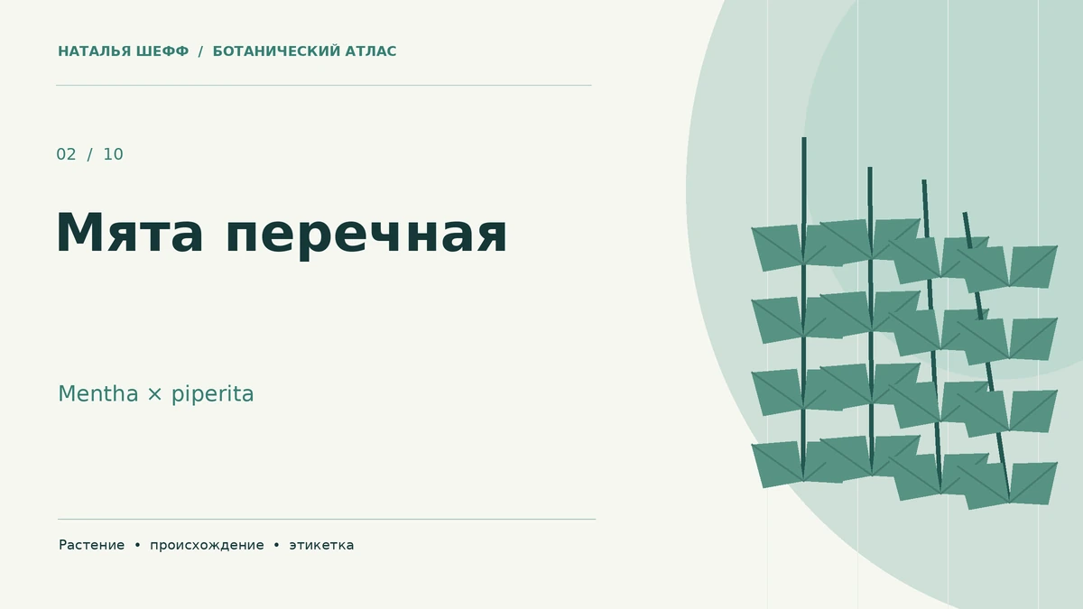 Мята перечная: ботанический портрет