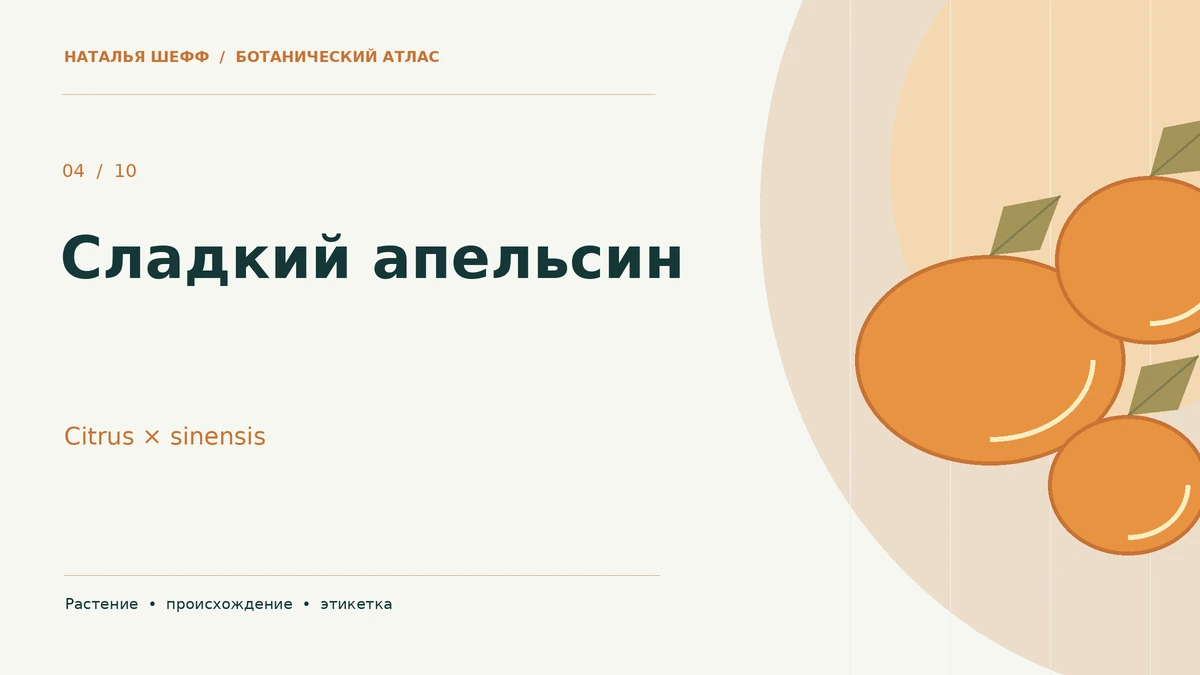 Сладкий апельсин: ботанический портрет