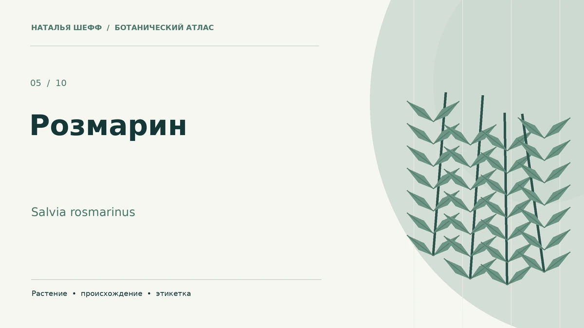 Розмарин: ботанический портрет