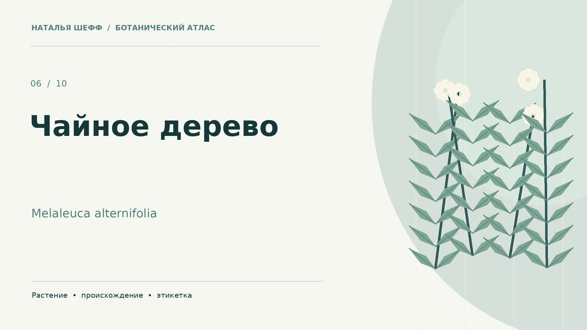 Чайное дерево: ботанический портрет