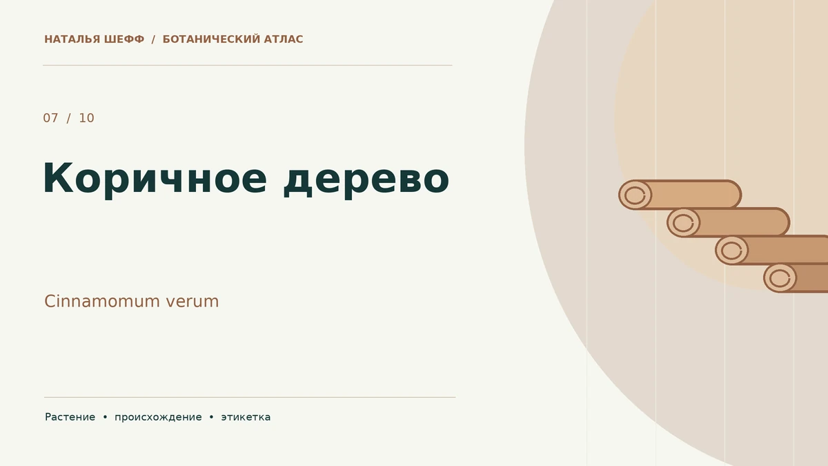 Коричное дерево: ботанический портрет