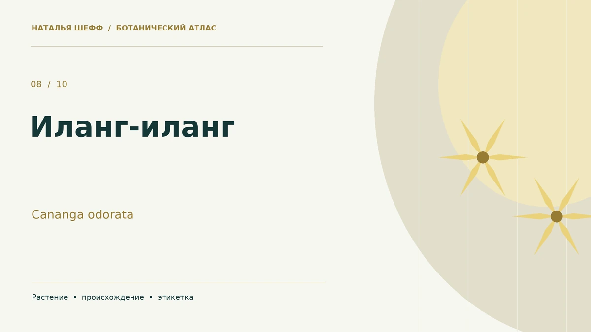Иланг-иланг: ботанический портрет