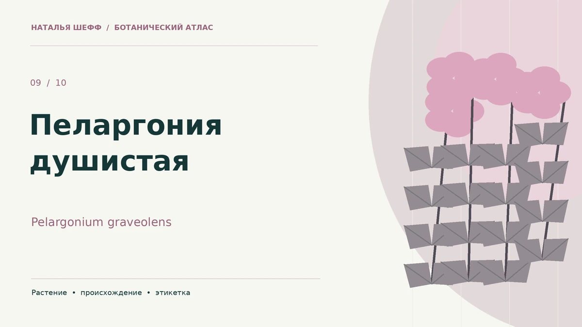 Пеларгония душистая: ботанический портрет
