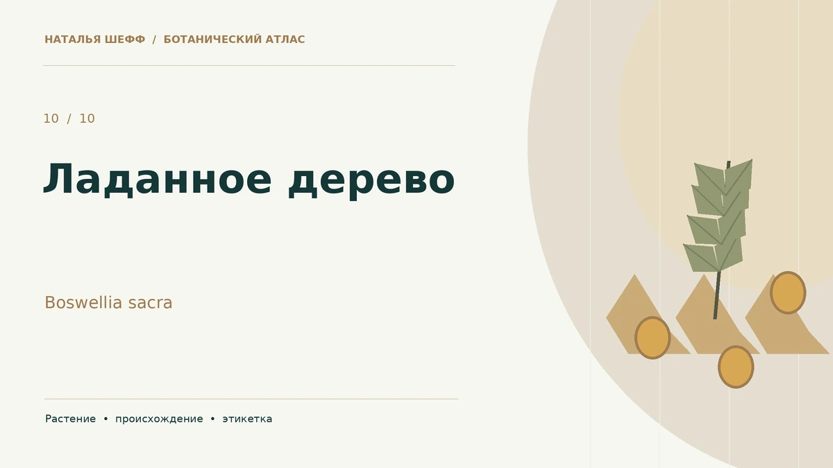 Ладанное дерево: смола и ботаническое происхождение